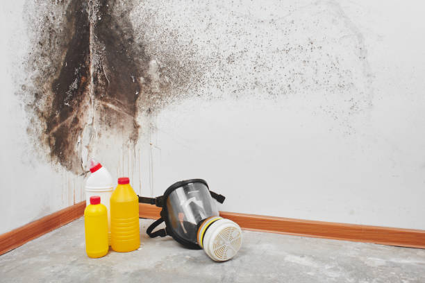 Best Home Mold Removal  in Gassville, AR