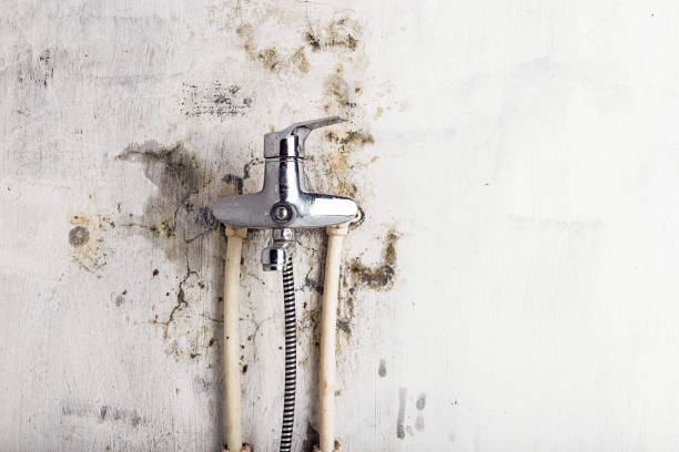 Best Mold Damage Repair  in Gassville, AR