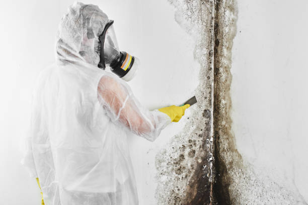 Best Mold Cleaning Services  in Gassville, AR