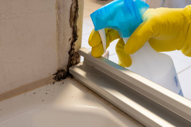 Best Office Mold Removal Services  in Gassville, AR