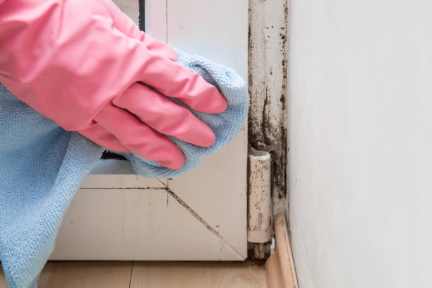 Trusted Gassville, AR Mold Removal Experts