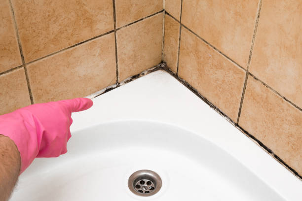 Best Mold Remediation  in Gassville, AR